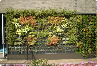 壁面緑化